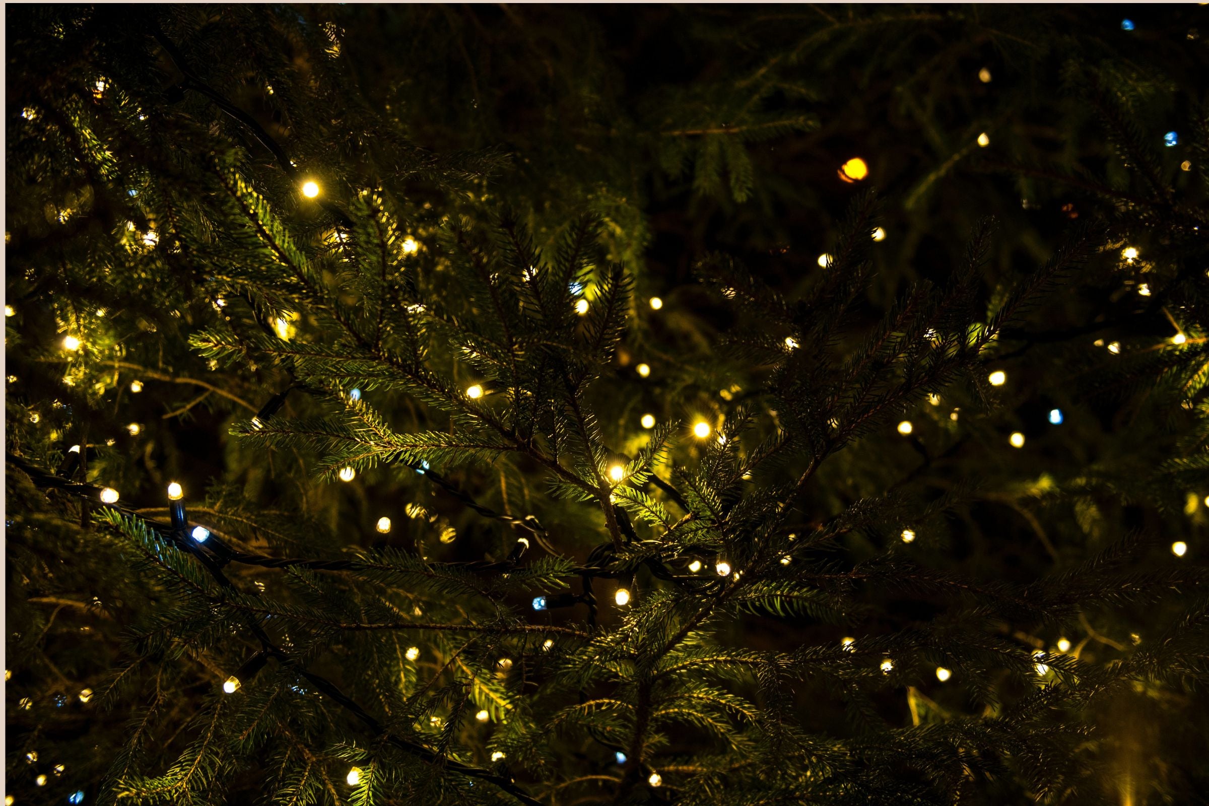 une atmosphère festive sapin