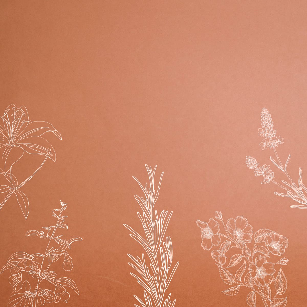 Les parfums musqués