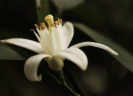 Everything you need to know about the orange flower harvest
