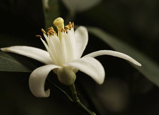 Everything you need to know about the orange flower harvest