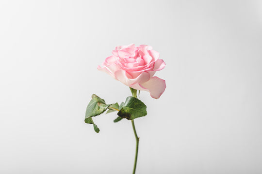 The rose reveals its benefits