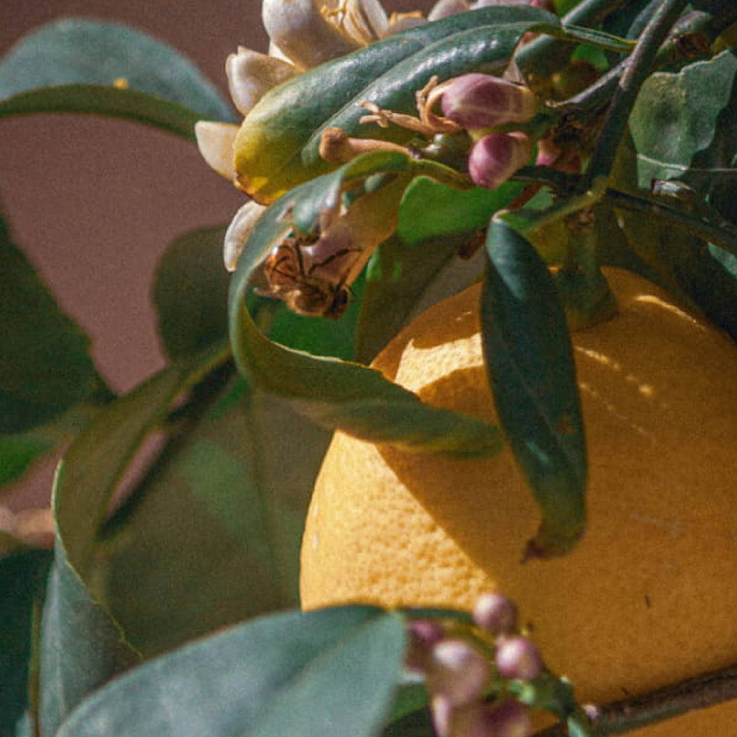 Les parfums hespéridés