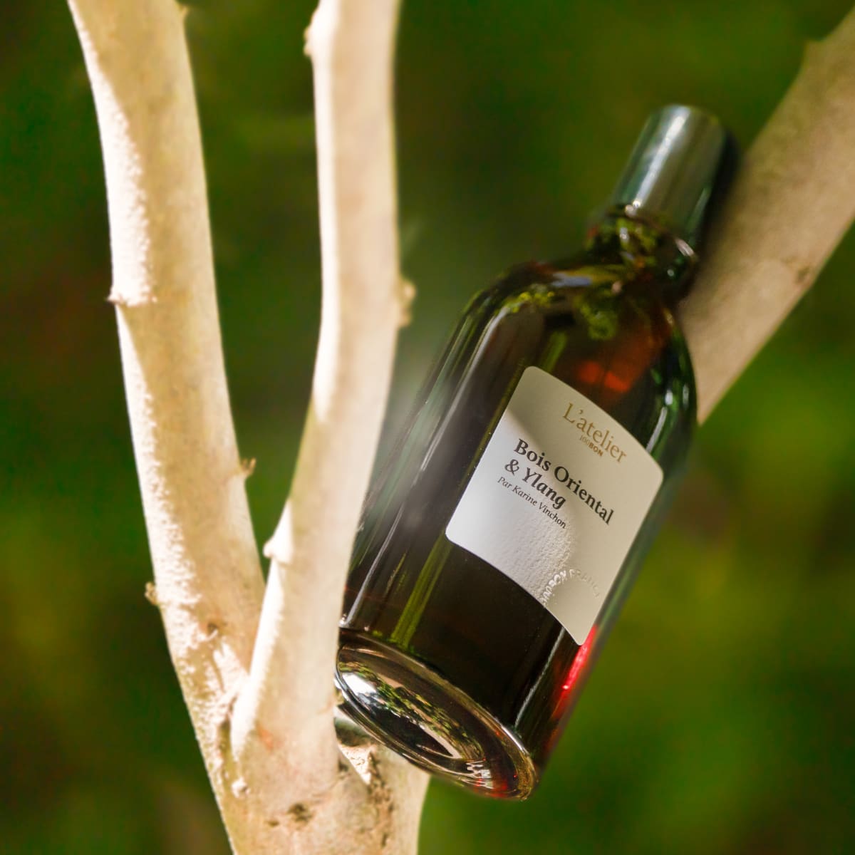Parfum naturel intense Bois Oriental et Ylang dans un arbre